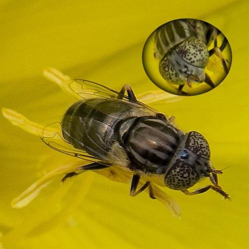 Réf. 186 432 : Eristalinus aeneus